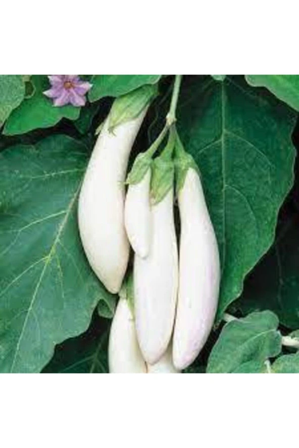 5 Adet Tohum Nadir Beyaz Kemer Patlıcan Tohumu ürün görseli 1