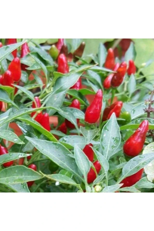 120 Adet Tohum Eko Paket Acı Burbiye Biber Tohumu Yediveren Biber Tohumu Sürpriz Hediye Tohumlu - Resim 2