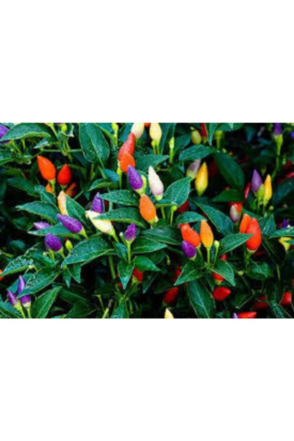 Tohum Yediveren Acı Süs Biberi Tohumu  25 Adet - Resim 2