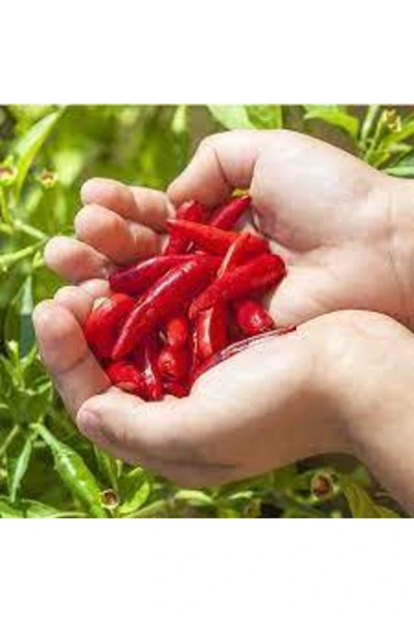 120 Adet Tohum Eko Paket Acı Burbiye Biber Tohumu Yediveren Biber Tohumu Sürpriz Hediye Tohumlu - Resim 3