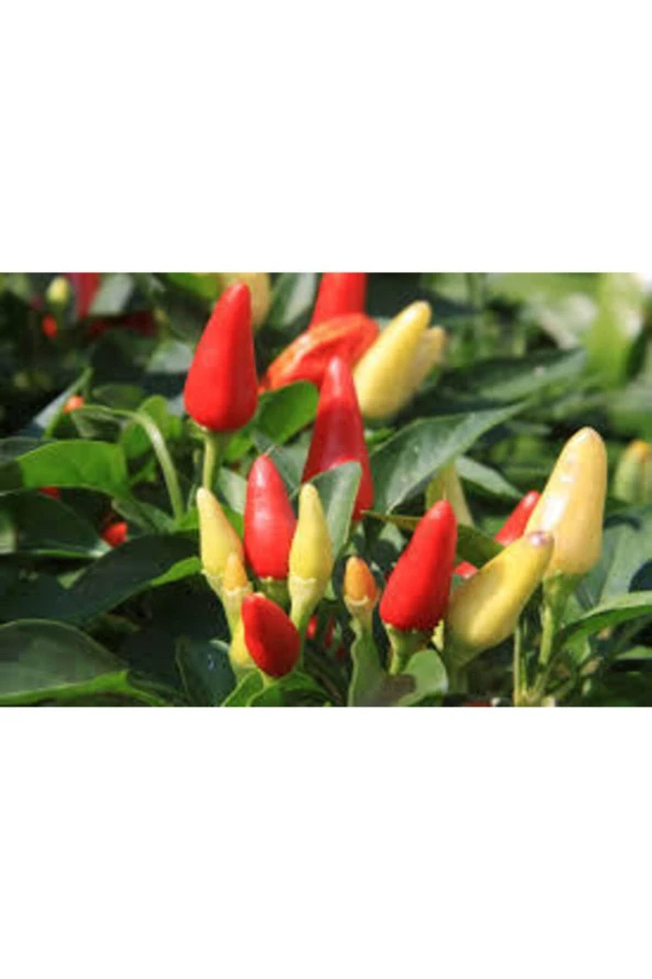 Tohum Yediveren Acı Süs Biberi Tohumu  25 Adet - Resim 3