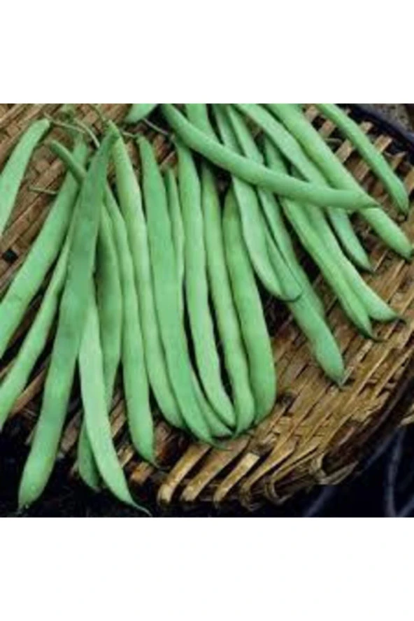 250 Adet Tohum Süper Paket Gina Fasulye Tohumu ürün görseli 1