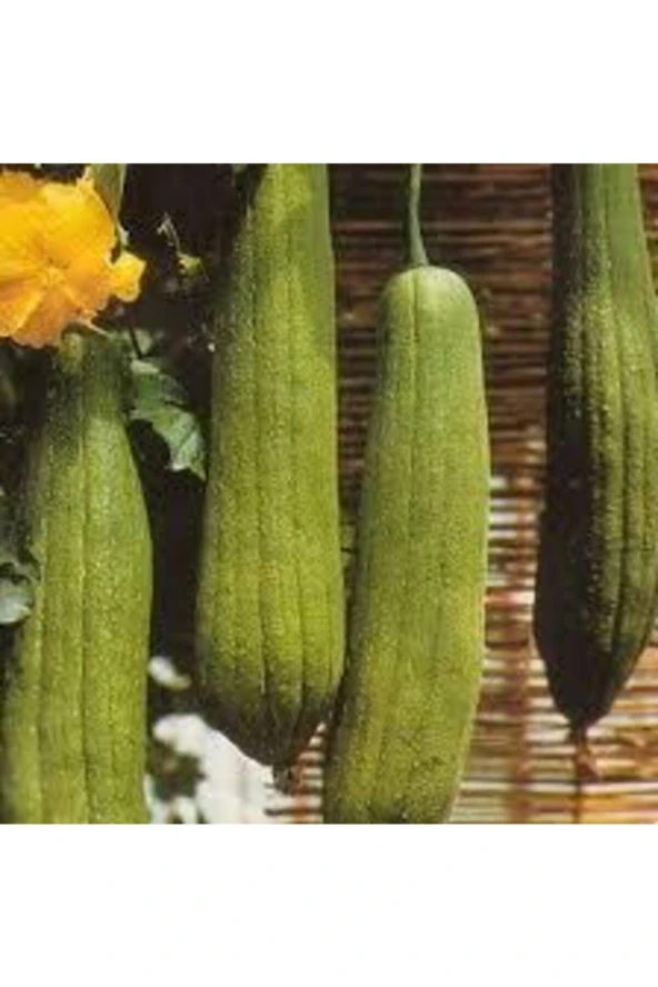 100 Adet Tohum Eko Paket Lif Kabak Tohumu - Resim 2