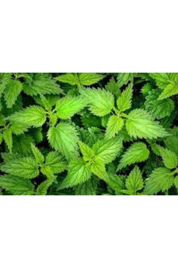 20 Adet Tohum Süper Paket Isırgan Otu Tohumu Saksı Toprak Sürpriz Hediye Tohumlu ürün görseli