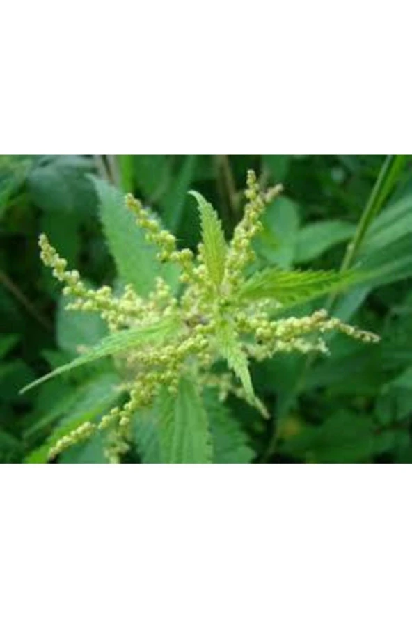 20 Adet Tohum Süper Paket Isırgan Otu Tohumu Saksı Toprak Sürpriz Hediye Tohumlu - Resim 2