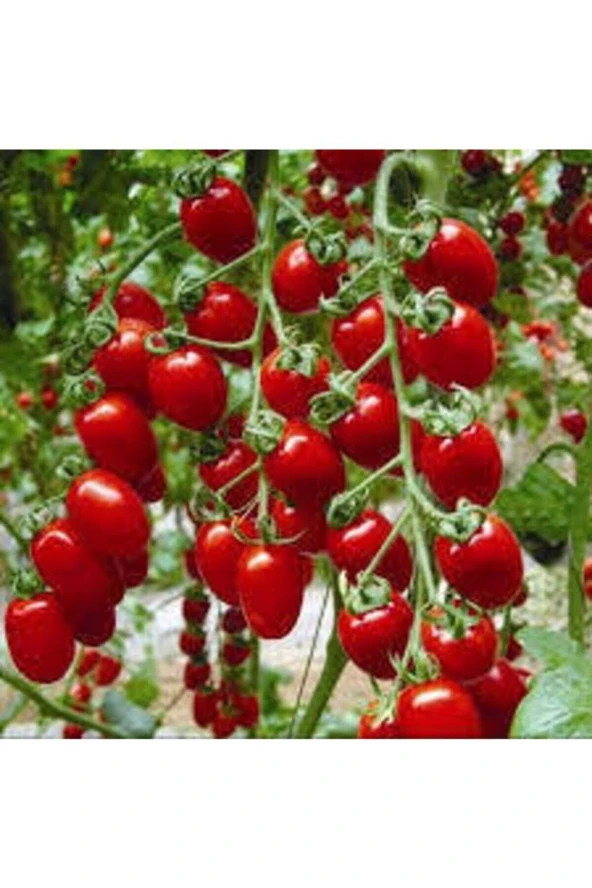 10 Adet Tohum Süper Paket Kiraz Domates Tohumu ürün görseli