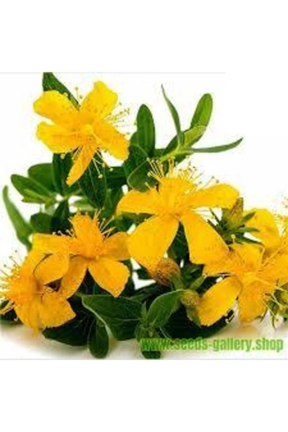 200 Adet Tohum Süper Paket Sarı Kantaron Tohumu ürün görseli 1