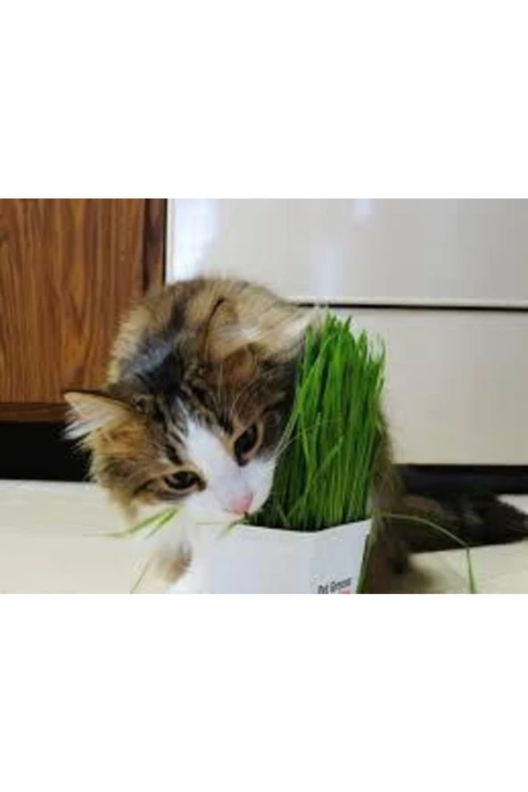 50 Adet Tohum Kedi Çimi Tohumu Çim Tohumu Kedi Çimi Saksı Toprak Sürpriz Hediye Tohumla Gönderilir ürün görseli