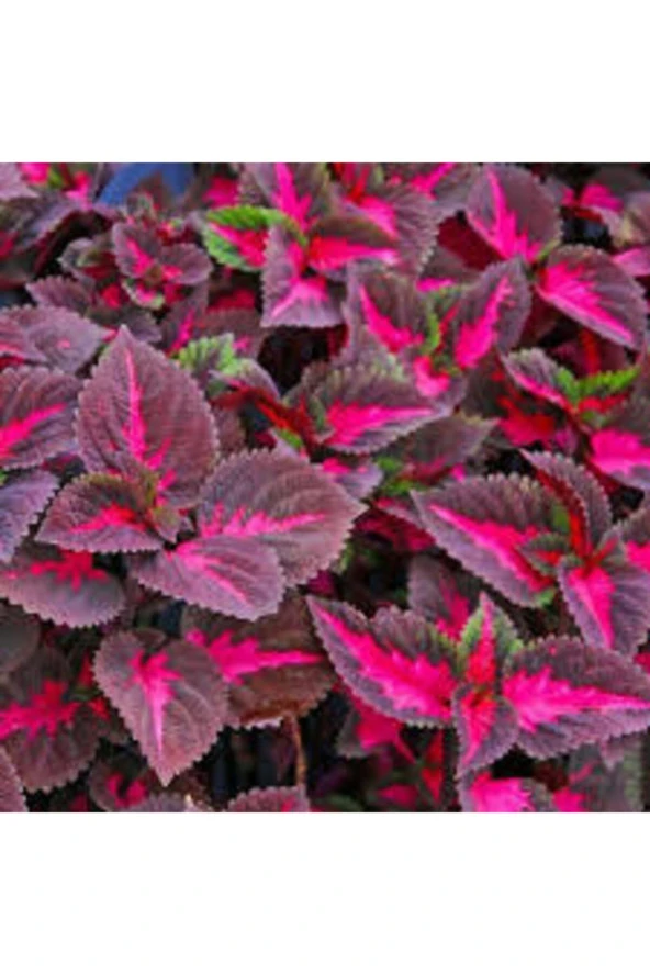 5 Adet Tohum Nadir Yaprağı Güzel Çiçeği Tohumu - Resim 2