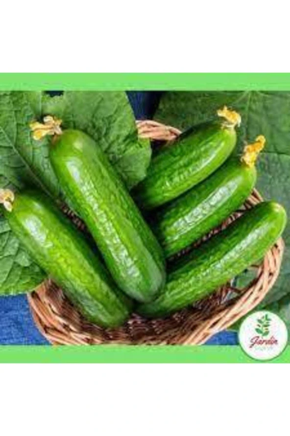 15 Adet Tohum Yerli Erkenci Badem Salatalık Tohumu ürün görseli