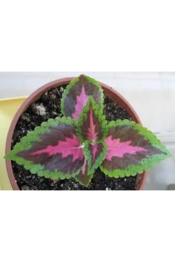 5 Adet Tohum Nadir Yaprağı Güzel Çiçeği Tohumu - Resim 3