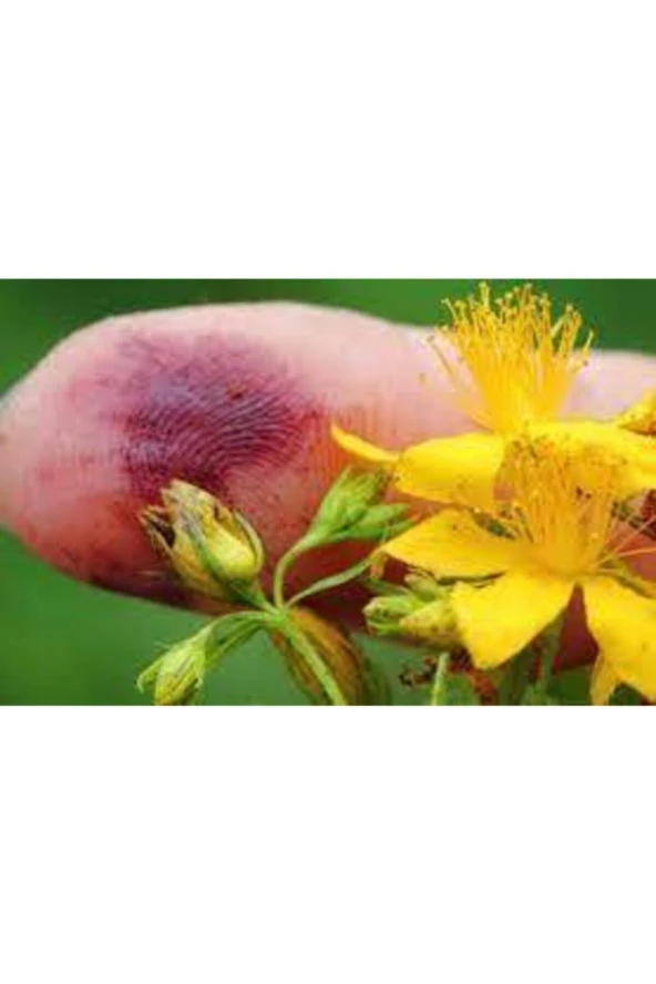 200 Adet Tohum Süper Paket Sarı Kantaron Tohumu - Resim 3