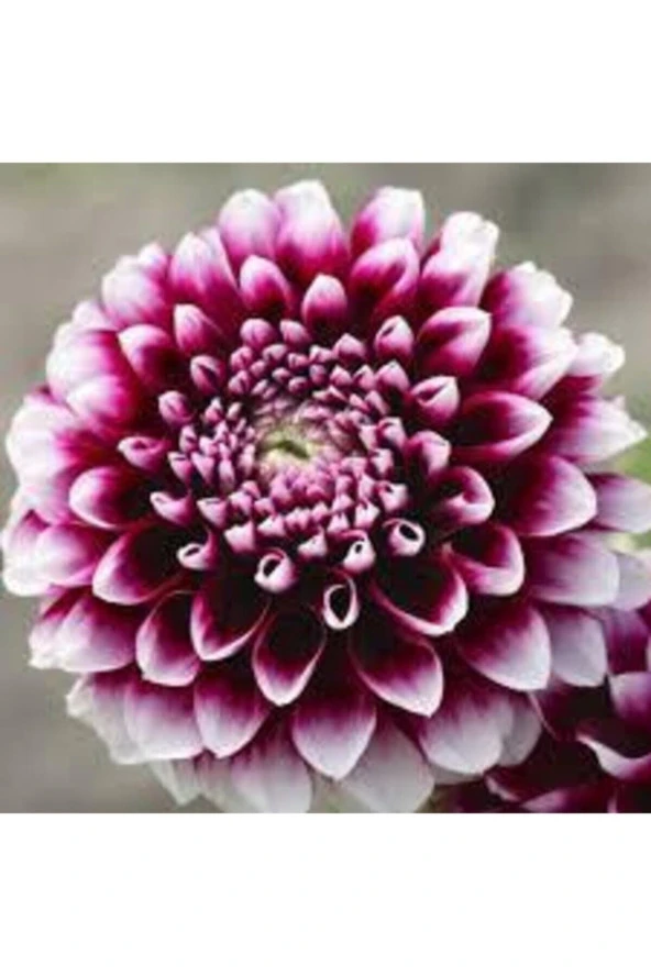 10 Adet Tohum Hollanda Ithal Nadide Dehlia Çiçeği Yıldız Çiçeği Tohumu Sürpriz Hediye Tohumludur ürün görseli