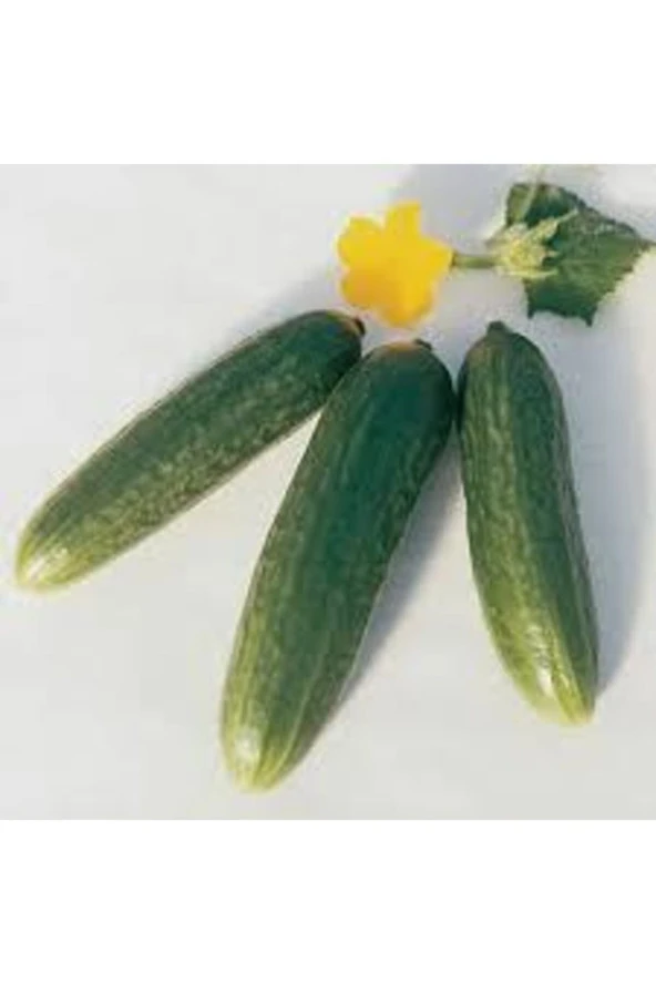 15 Adet Tohum Yerli Erkenci Badem Salatalık Tohumu - Resim 2