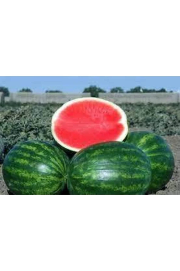 100 Addet Tohum Eko Paket Adana Karpuzu Tohumu - Resim 2