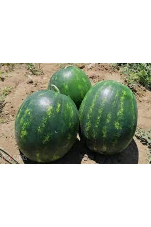 100 Addet Tohum Eko Paket Adana Karpuzu Tohumu - Resim 3