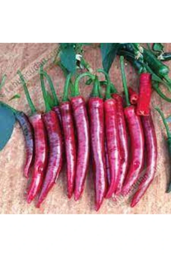 25 Adet Tohum Şili Biberi Tohumu Çok Acı - Resim 2