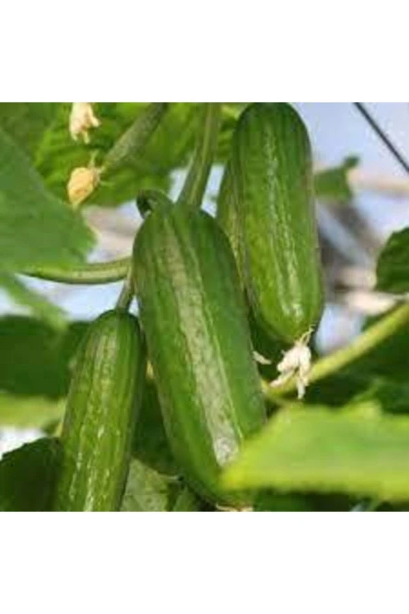 15 Adet Tohum Yerli Erkenci Badem Salatalık Tohumu - Resim 4