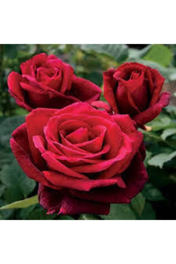 5 Adet Tohum Nadir Kırmızı Gül Tohumu Bahçe Gülü Saksı Toprak Sürpriz Hediye Tohumludur ürün görseli