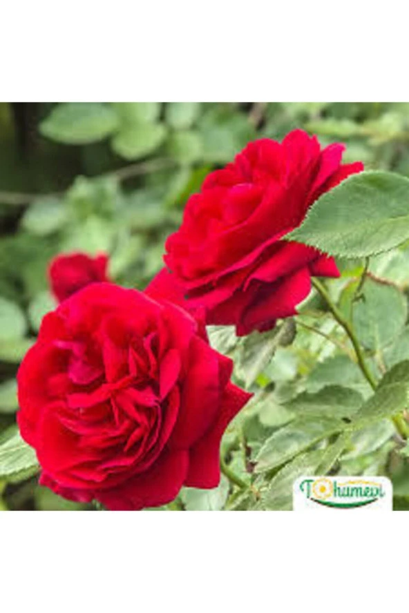 5 Adet Tohum Nadir Kırmızı Gül Tohumu Bahçe Gülü Saksı Toprak Sürpriz Hediye Tohumludur - Resim 2