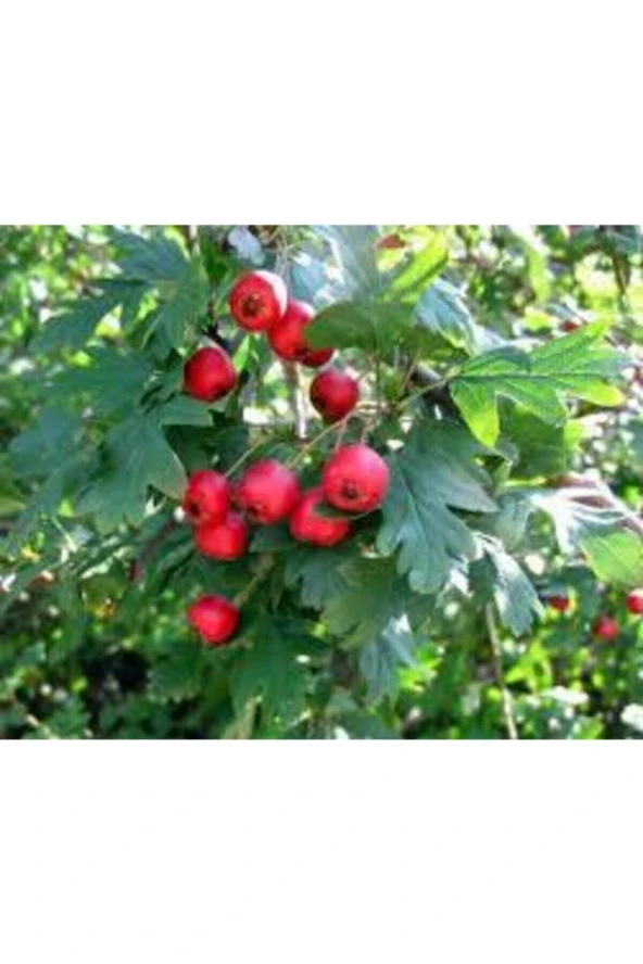 20 Adet Tohum Alıç Yabani Dağ Alıçı Her Derde Deva Alıç Tohumu Saksı Toprak Sürpriz Hediye Tohum - Resim 2