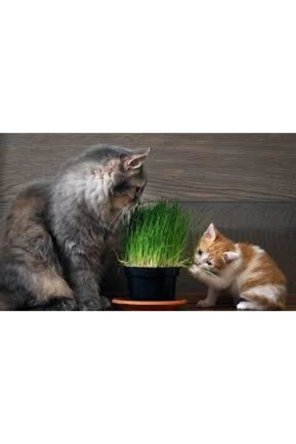 500 Adet Tohum Eko Paket Kedi Çimi Tohumu Çim Tohumu Kedi Çimi Sürpriz Hediye Tohumla Gönderilir - Resim 2