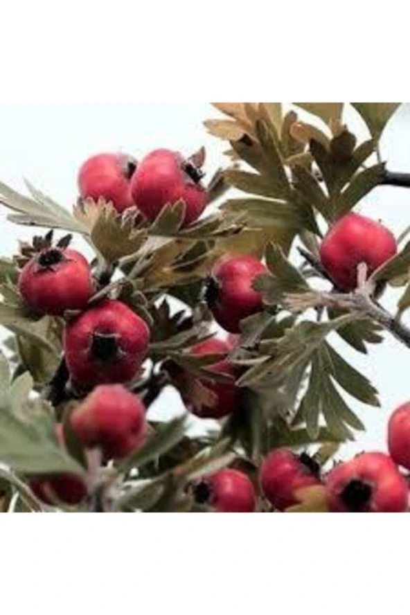 20 Adet Tohum Alıç Yabani Dağ Alıçı Her Derde Deva Alıç Tohumu Saksı Toprak Sürpriz Hediye Tohum - Resim 3