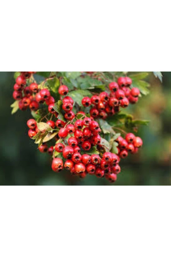 20 Adet Tohum Alıç Yabani Dağ Alıçı Her Derde Deva Alıç Tohumu Saksı Toprak Sürpriz Hediye Tohum - Resim 4