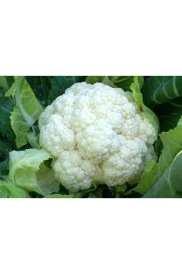 500 Adet Tohum Süper Paket Karnabahar Tohumu Karnıbahar Tohumu ürün görseli