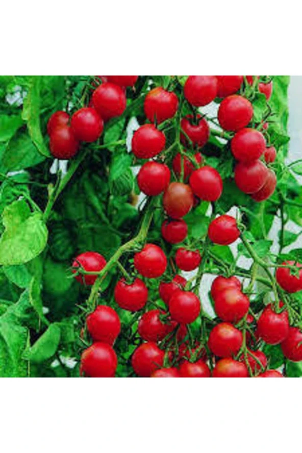 10 Adet Tohum Süper Paket Kiraz Domates Tohumu - Resim 4