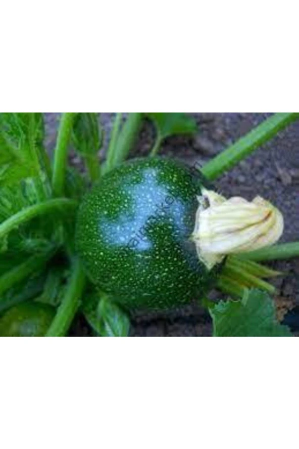 100 Adet Tohum Süper Paket Dolmalık Nadir Topak Kabak Tohumu Yuvarlak Kabak Tohumu Heiye Tohumludur - Resim 3