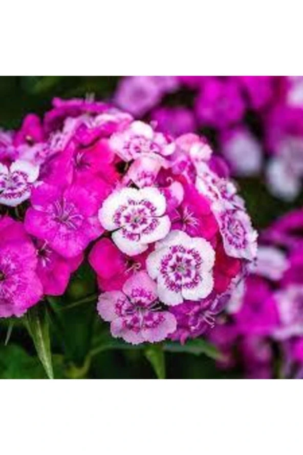 0 Adet Tohum Karışık Hüsnü Yusuf Çiçek Tohumu Hüsnü Fusuf Hediye Tohumlu - Resim 2