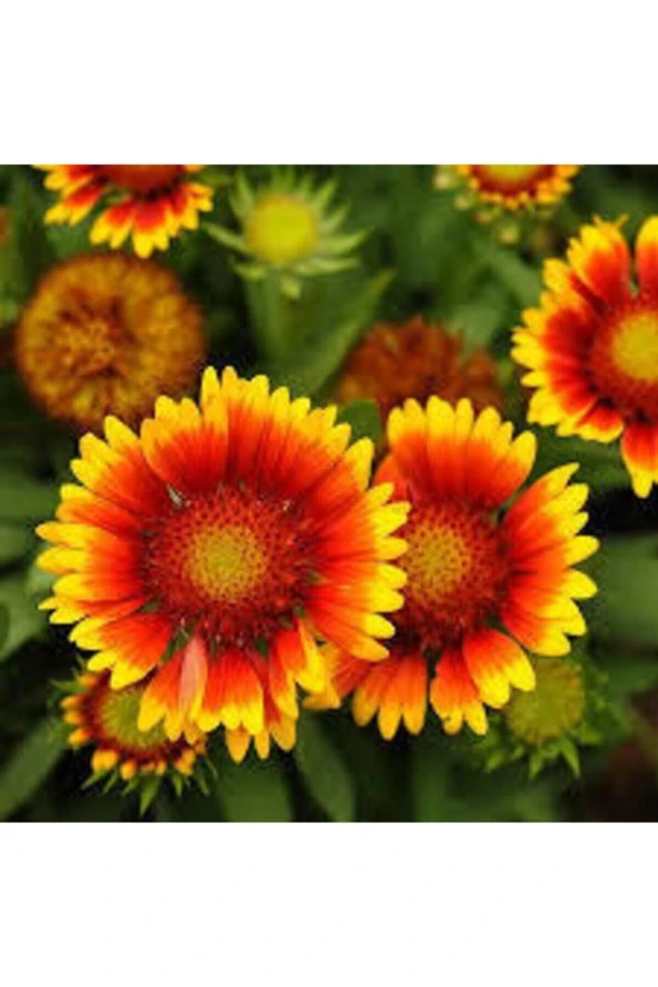 5 Adet Tohum Ayyıldız Çiçeği Tohumu Çiçek Tohumu Saksı Toprak Sürpriz Hediye Bonsai Ağacı Tohumludur - Resim 3