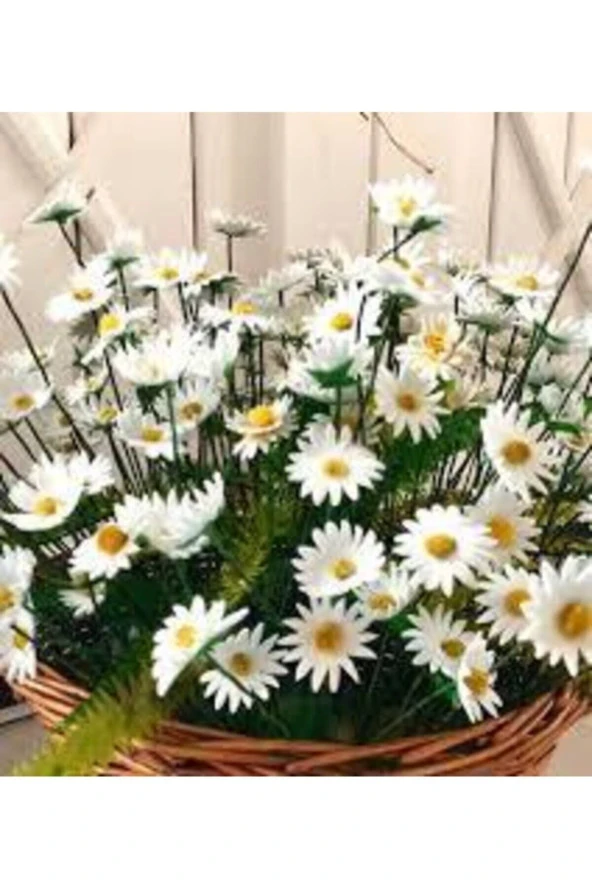 20 Adet Tohum Yayılıcı Kır Papatyası Çiçeği Tohumu Çiçek Tohumu Sürpriz Hediye Bonzai Ağacı Tohumulu ürün görseli