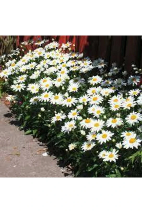 20 Adet Tohum Yayılıcı Kır Papatyası Çiçeği Tohumu Çiçek Tohumu Sürpriz Hediye Bonzai Ağacı Tohumulu - Resim 2