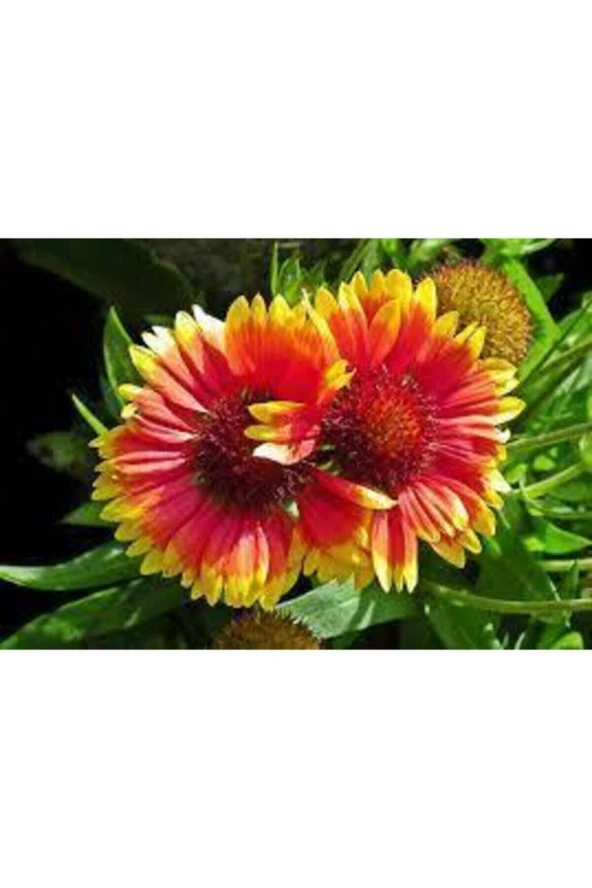 5 Adet Tohum Ayyıldız Çiçeği Tohumu Çiçek Tohumu Saksı Toprak Sürpriz Hediye Bonsai Ağacı Tohumludur - Resim 4