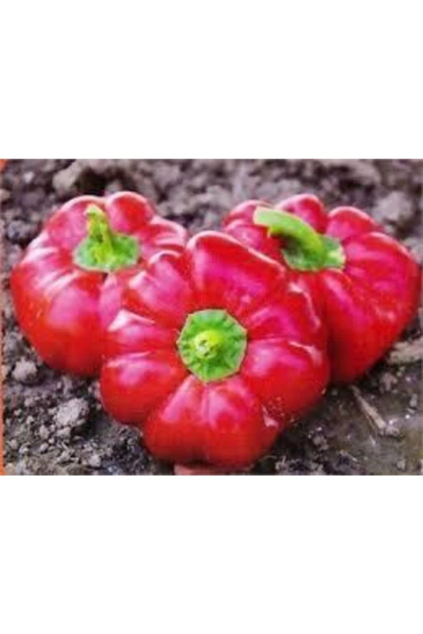 50 Adet Tohum Nadir Bulunan Kamber Domates Biber Tohumu Sürpriz Hediye Tohumlu - Resim 2