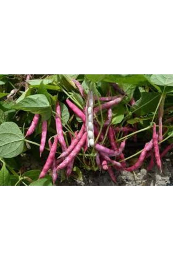 10 Adet Tohum Süper Paket Oturak Barbunya Tohumu Fasulye Tohumu Fasülye Tohumu Hediye Tohumlu - Resim 3