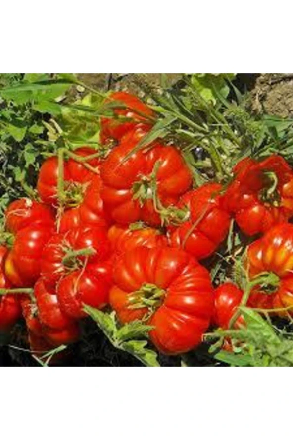 50 Adet Tohum Orjinal Köy Domatesi Tohumu - Resim 2