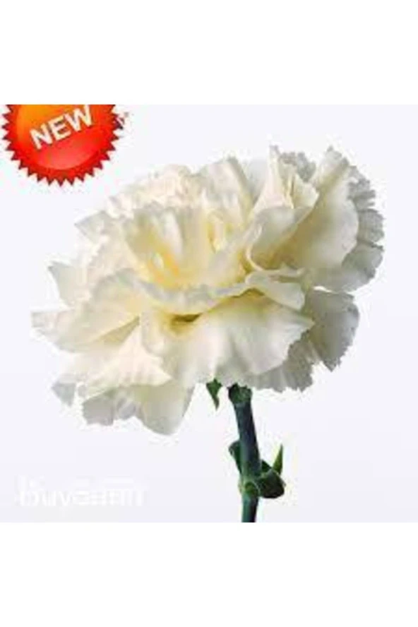 10 Adet Tohum Beyaz Karanfil Çiçeği Tohumu - Resim 2