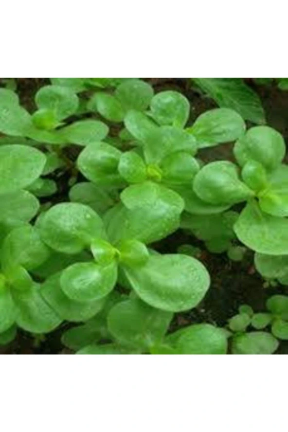 50 Adet Tohum Semiz Otu Tohumu Semizotu Tohumu - Resim 2