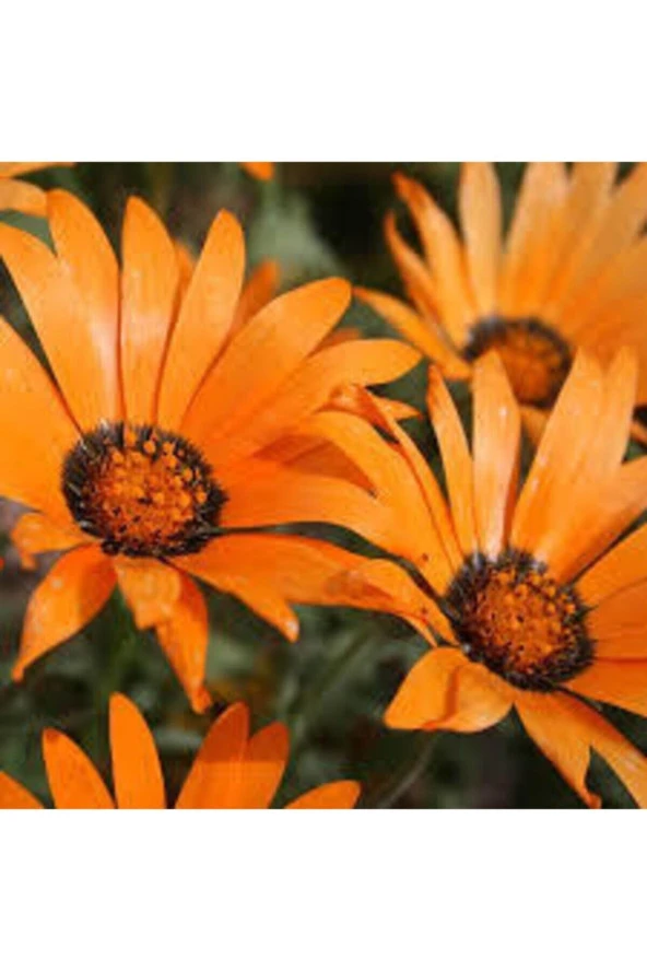 10 Adet Tohum Nadir Afrika Papatyası Çiçeği Tohumu Saksı Toprak Sürpriz Hediye Tohumludur - Resim 3