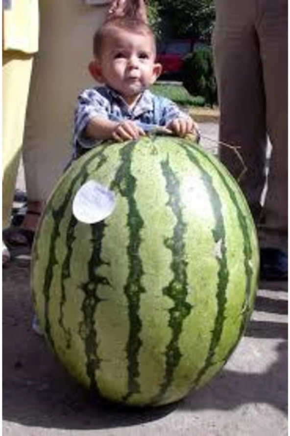 Meşhur Diyarbakır Karpuzu Tohumu 10 Adet Tohum - Resim 3