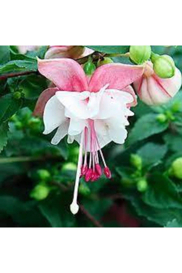 10 Adet Tohum Nadir Pembe Küpeli Tohumu ürün görseli 1