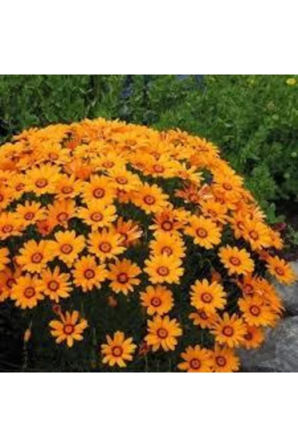 10 Adet Tohum Nadir Afrika Papatyası Çiçeği Tohumu Saksı Toprak Sürpriz Hediye Tohumludur ürün görseli