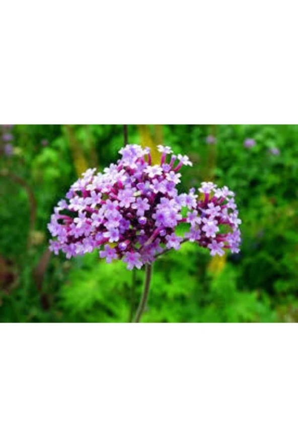 5 Adet Tohum Mine Çiçeği Tohumu Karışık Mine Çiçeği Tohumu Saksı Toprak Sürpriz Hediye Tohumla ürün görseli