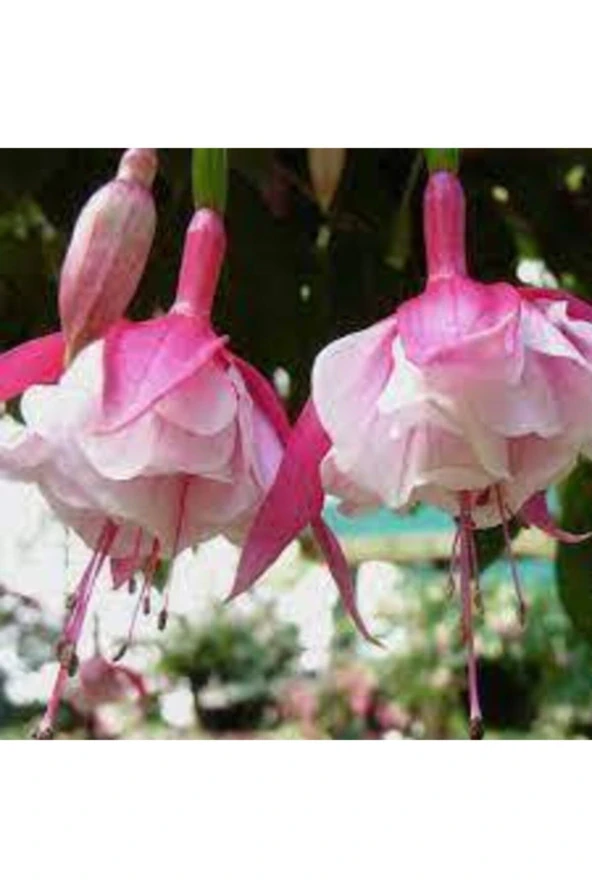 10 Adet Tohum Nadir Pembe Küpeli Tohumu - Resim 3