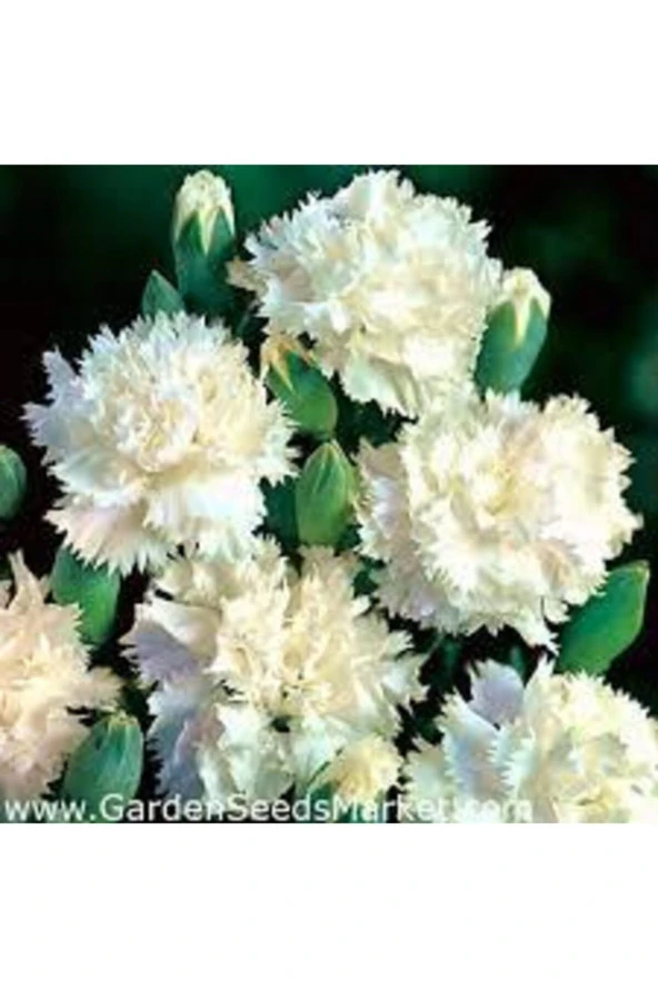 10 Adet Tohum Beyaz Karanfil Çiçeği Tohumu - Resim 3