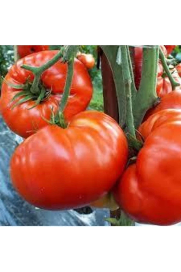 Tohum Orjinal Köy Domatesi Tohumu 20 Adet - Resim 4