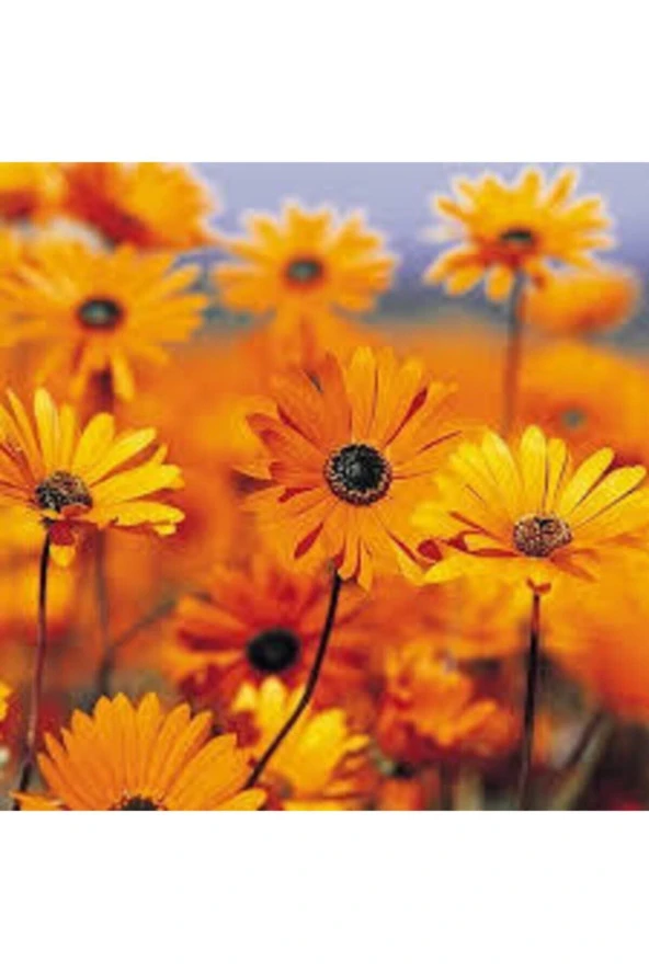 10 Adet Tohum Nadir Afrika Papatyası Çiçeği Tohumu Saksı Toprak Sürpriz Hediye Tohumludur - Resim 2